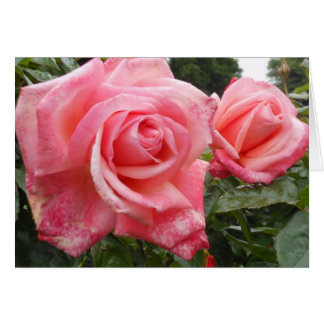 Roze rozen, Belfast Botanic Garden, NI