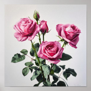 Roze Rozen Bloem Art Print Poster