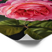 Roze Rozen Bloem Art Print Poster (Hoek)