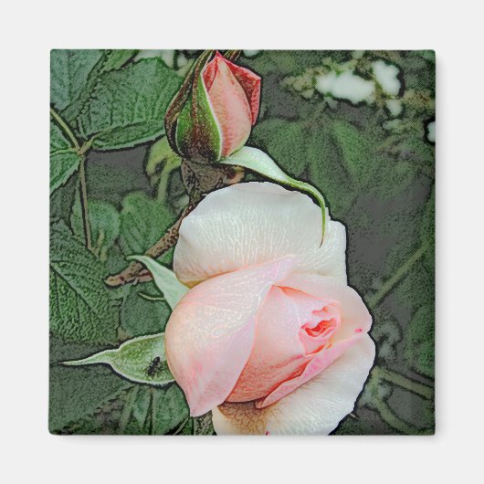 roze rozen bloemen magneet (Voorkant)