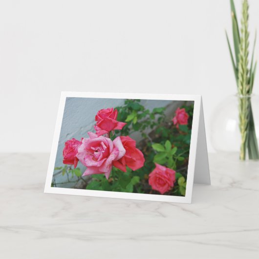Roze Rozen Bloemenportret Kaart (Voorkant)