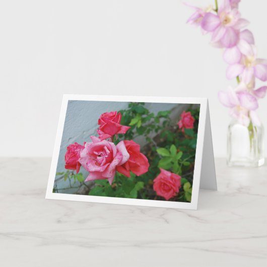 Roze Rozen Bloemportret Kaart (Orchidee)