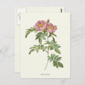 roze rozen botanische afdrukken briefkaart (Voorkant / Achterkant)