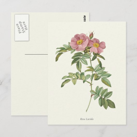  roze rozen botanische afdrukken briefkaart (Voorkant / Achterkant)