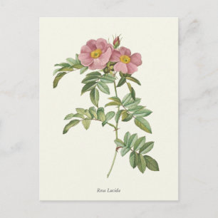 roze rozen botanische afdrukken briefkaart