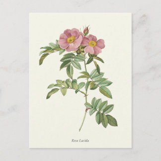 roze rozen botanische afdrukken briefkaart