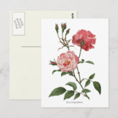  roze rozen botanische afdrukken briefkaart (Voorkant / Achterkant)