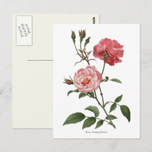 roze rozen botanische afdrukken briefkaart (Voorkant / Achterkant)