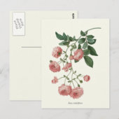  roze rozen botanische afdrukken briefkaart (Voorkant / Achterkant)