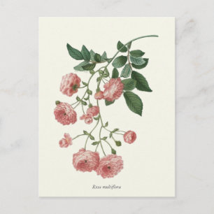 roze rozen botanische afdrukken briefkaart