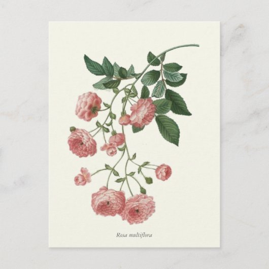  roze rozen botanische afdrukken briefkaart (Voorkant)