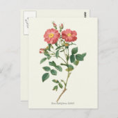  roze rozen botanische afdrukken briefkaart (Voorkant / Achterkant)