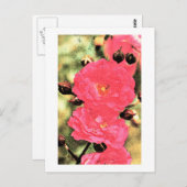 Roze rozen briefkaart (Voorkant / Achterkant)