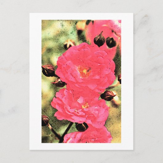 Roze rozen briefkaart (Voorkant)