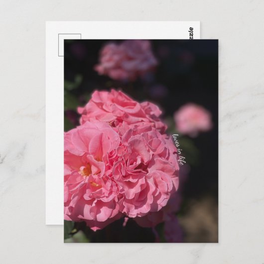 Roze rozen briefkaart (Voorkant / Achterkant)