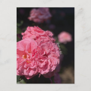Roze rozen briefkaart
