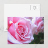Roze rozen briefkaart (Voorkant / Achterkant)