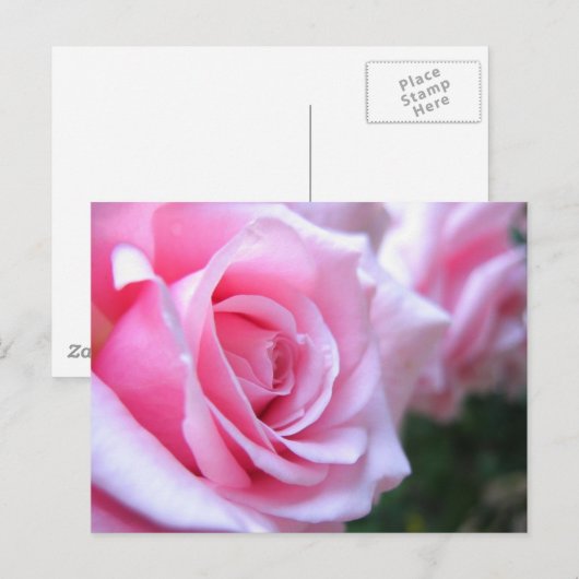Roze rozen briefkaart (Voorkant / Achterkant)