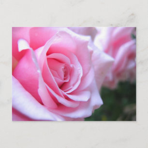 Roze rozen briefkaart
