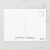 Roze rozen briefkaart (Achterkant)