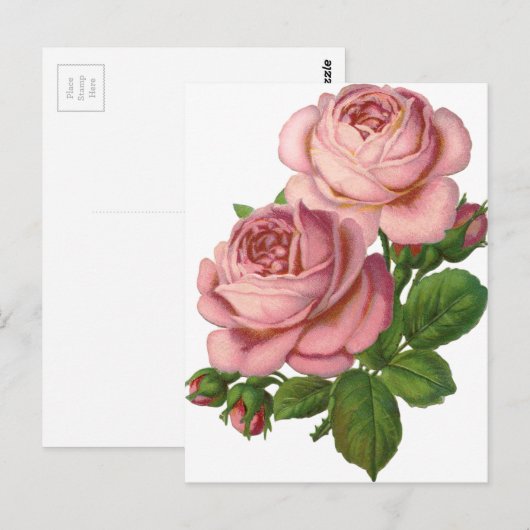 roze rozen briefkaart (Voorkant / Achterkant)