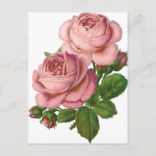 roze rozen briefkaart (Voorkant)