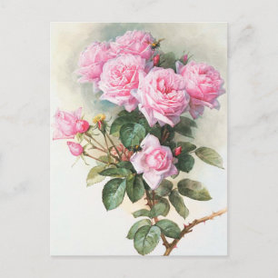 roze rozen Briefkaart schilderen