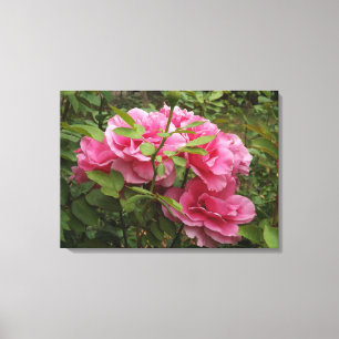 Roze rozen canvas afdruk