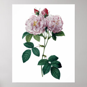 Roze rozen door afdruk van topkwaliteit op Redoute Poster