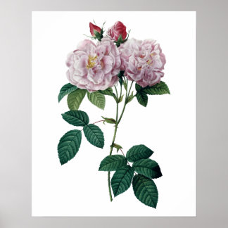 Roze rozen door afdruk van topkwaliteit op Redoute Poster