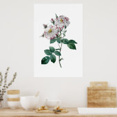 Roze rozen door afdruk van topkwaliteit op Redoute Poster (Keuken)