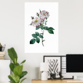 Roze rozen door afdruk van topkwaliteit op Redoute Poster (Thuiskantoor)