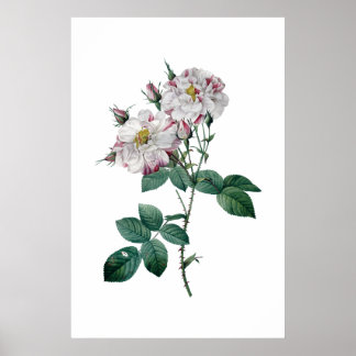 Roze rozen door afdruk van topkwaliteit op Redoute Poster