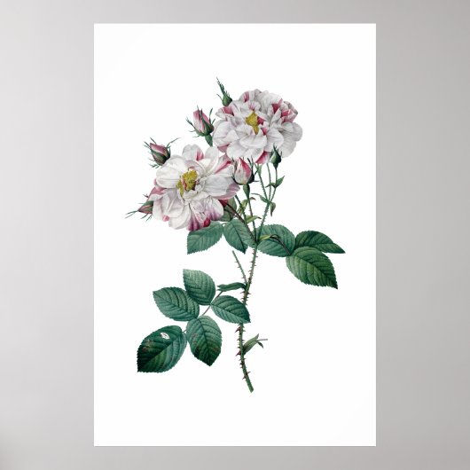 Roze rozen door afdruk van topkwaliteit op Redoute Poster (Voorkant)