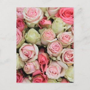 Roze rozen door Therosegarden Briefkaart