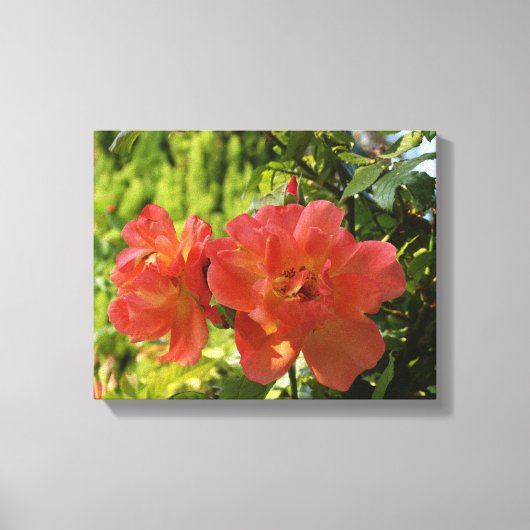 Roze Rozen Fotografie Canvas Print (Voorkant)