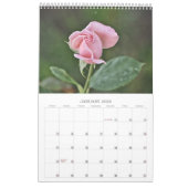 Roze Rozen Fotografische kunst Bloemenkalender Kalender (Jan 2026)