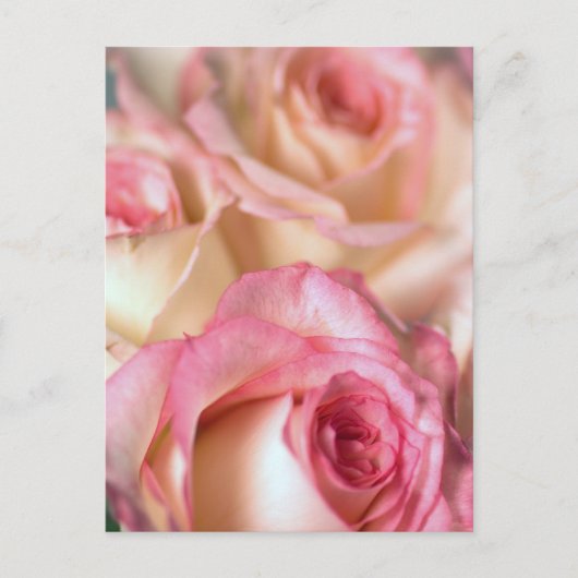 Roze rozen Gift Briefkaart (Voorkant)