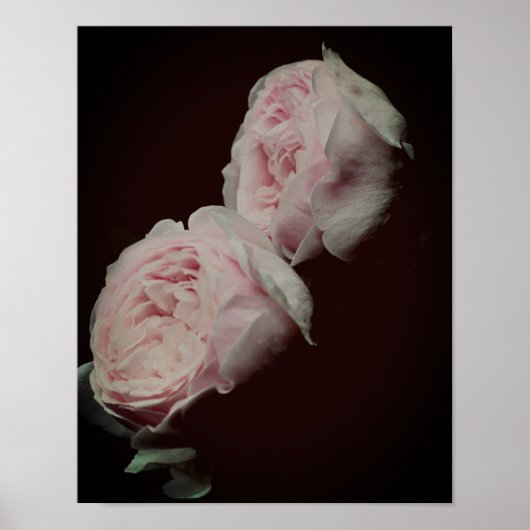Roze rozen haar poster (Voorkant)