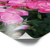 Roze Rozen I Foto Afdruk (Hoek)