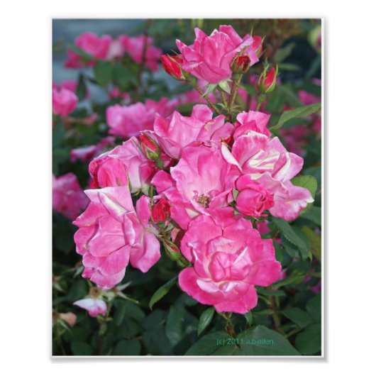 Roze Rozen I Foto Afdruk (Voorkant)