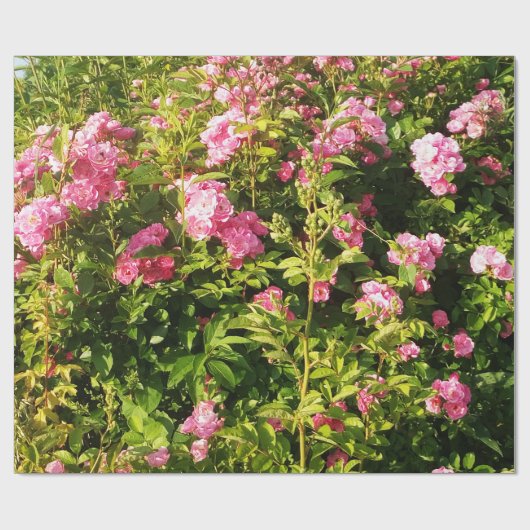 Roze rozen in bloei cadeaupapier (Vlak)