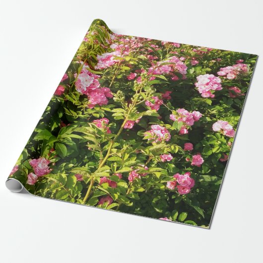 Roze rozen in bloei cadeaupapier (Uitgerold)
