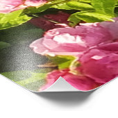 Roze rozen in bloei foto afdruk (Hoek)