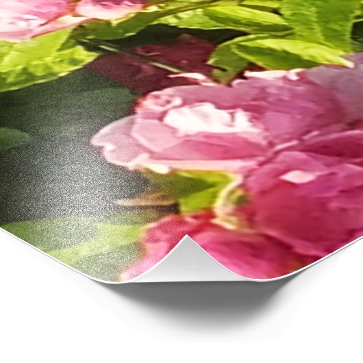 Roze rozen in bloei foto afdruk (Hoek)