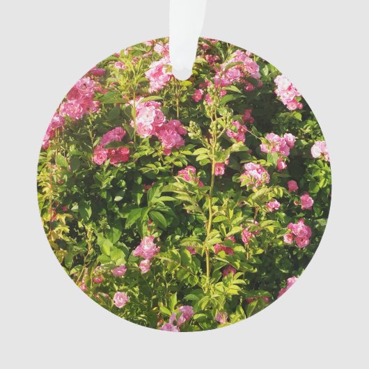 Roze rozen in bloei ornament (voorkant)