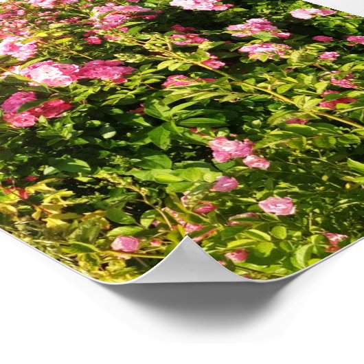 Roze rozen in bloei poster (Hoek)