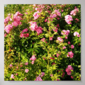 Roze rozen in bloei poster (Voorkant)