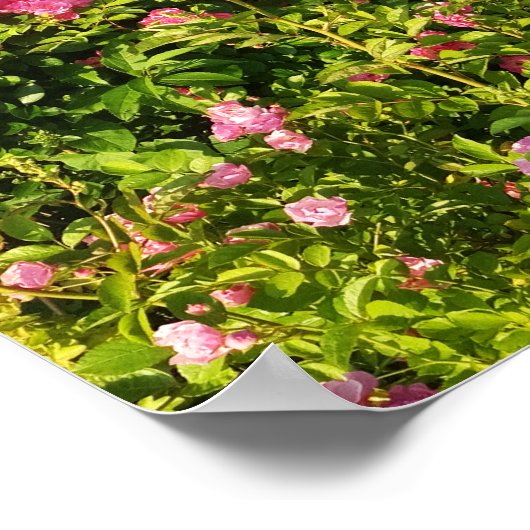 Roze rozen in bloei poster (Hoek)