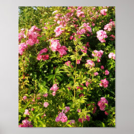 Roze rozen in bloei poster